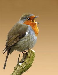 Singing robin., via Flickr.