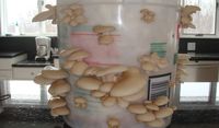 How To Grow Mushrooms In Coffee Grounds