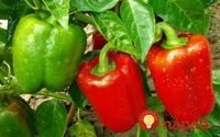 PRVÁ ETAPA: ODSTRÁNENIE KVETU Paprika vždy vyrastie do určitej výšky, ale keď dosiahne výšku 15-20 cm (v závislosti od odrody), rozvetví sa. Na mieste rozvetvenia sa vytvára prvý kvet, ktorý pestovatelia zeleniny nazývajú korunou. Práve ten by sa mal odstrániť, aby sa rastlina lepšie vyvíjala. DRUHÁ ETAPA: ODSTRÁNENIE NEPOTREBNÝCH VÝHONKOV Paprika sa rozvetví na viacero...