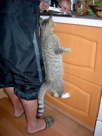 funny cats | Tumblr