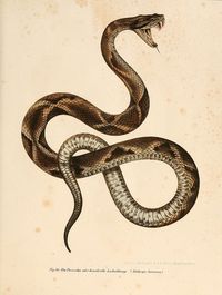 Definitely getting a snake on my body next time