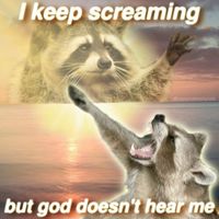 Nocturnal-Trash-Posts-Raccoon-Memes-Instagram