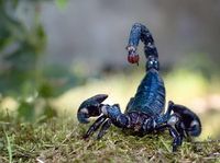 itsallrighthereforyoutosee: "#scorpion #beautiful #photography #photooftheday #itsallrighthereforyoutosee"