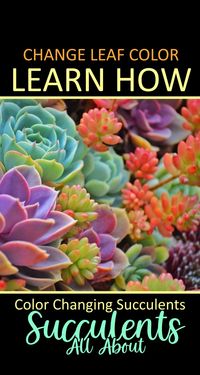 Learn how to change the leaf color on these #succulents Read all about color changing them and what causes the color change in our #succulent #houseplants #gardening #indoorplants #succulentplants #succulentgardens