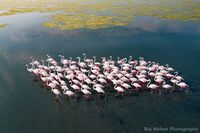 Ce photographe indien capture la beauté des flamants roses en pleine migration et le résultat est incroyable | flamands roses | Epoch Times