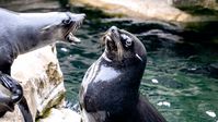 Cursing Abroad: German Insults To Round Out Your Studies