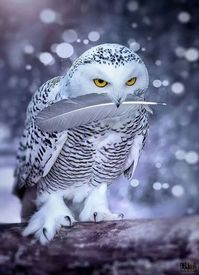 55 Unique Images Of #Birds That You Will Love!