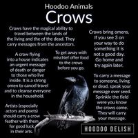 Known in many cultures as tricksters, makers of mischief, and carriers of messages from beyond, crows are very magical creatures. In Hoodoo they are considered a patron animal two artists, poet, actors, carnival workers, con men, and thieves.