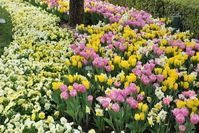 What To Plant With Pansies? (11 Companion Plants)