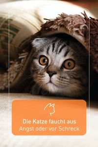 Laute Geräusche, unangenehme Gerüche oder ungeliebte Situationen sind oft ein Grund für das Fauchen der Katze. In Angstsituationen kommt zum Fauchen meistens noch ein Buckel dazu. Auch unbekannte Personen und andere Tiere sind mögliche Auslöser für das Fauchen, den Buckel und einen aufgestellten Schwanz.