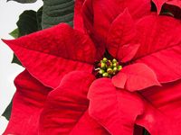 10 Tips on Growing Poinsettia Plants - Garden Lovers Club