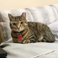 Maya being the best cat model she can be.
