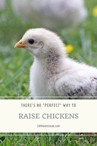 I'm here to tell you that there's no perfect way to raise chickens. Let us talk about supplemental lighting, heat, feeding, and more.
