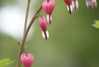 How to Care for a Bleeding Heart Plant