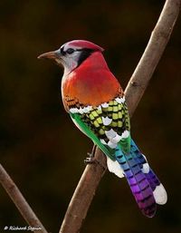 AVES