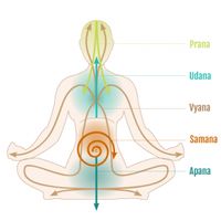 Prana, Vayus, Nadis y Kundalini -