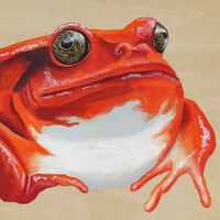 WaterGirl Creations on Instagram: “Tomato Frog painted in acrylic on wood. This is a very interesting ground dwelling species native to Madagascar. #tomatofrog #amphibianart…”