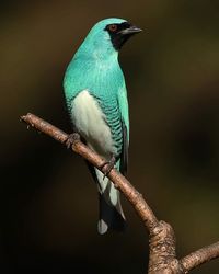 Saí Andorinha (Tersina viridis) #birds
