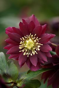 Hellebore Harvington Purple Double