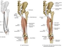 Hip & Thigh - Atlas of Anatomy
