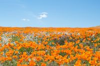 Antelope Valley California Poppy Reserve near Lancaster, California | 13 Beautiful Fields Of Flowers Around The World