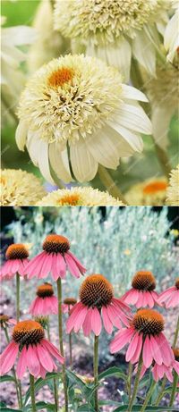Echinacea's a hot bloomer. There are 120 seeds to plant, it's time to get busy as they bloom in Spring and are beautiful. They are perennials and make wonderful house flowers as well as outdoor plants. Temperate climates for these beauties. There are 120 seeds to plant.