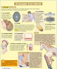 Fiche exposés : S'occuper d'un cheval