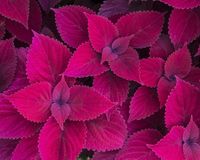 Design Standards – Coleus DK-LT0028-01