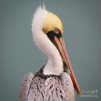 #pelicans