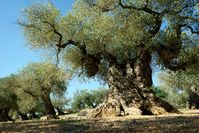 Giving New Life to Ancient Olive Trees in Spain Olive Oil Times