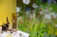 Beginning Beekeeping: What You Need to Know to Get Started