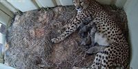 Cheetah Cub Cam | Smithsonian's National Zoo