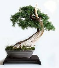 SHARIMIKI - 2
