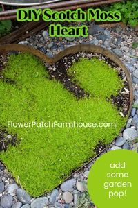You can create this fun garden element in your space! This gorgeous DIY heart shape filled with Scotch Moss groundcover will make your heart sing and is so simple to create. No garden should be without one!