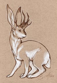 jackalope by Savannah Horrocks