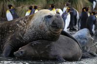 mirounga leonina - Pesquisa Google