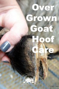 Overgrown Goat Hoof Care Steps to Take - Timber Creek Farm