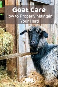 Goat Care and Maintenance of Healthy Goats - Timber Creek Farm
