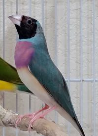 Gouldian / Gouldian Finch | #birds #gouldians #gouldianfinch