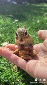 🐿️🥜🥜❤️follow @ecosenpai❗ because you want more👍🙌😍😅The best video about animals! funny animal videos | funny animal videos can't stop laughing hilarious | cute animal videos animal videoys | baby animals videos | wild animal videos | pet videos | funny and dog videos | animal videos funny dogs | videos animales | animals beautiful videos | animals aesthetic videos | animals friendship videos. #cuteanimalsvideos#cuteanimals#animalsvideos #funnyvideos#cutevideos#cuteanimals