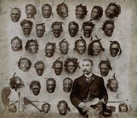 Major General Horatio Gordon Robley with his collection of tattooed Maori heads, 1895.