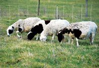 Livestock play an essential role in creating and maintaining a fertile, functional farm.