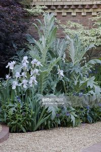 corner-of-walled-garden-cardoon-iris-sibirica-alba-and-perennial-picture-id130793085 (683×1024)