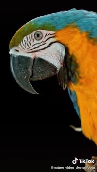 beautiful parrot! birds pets | best pets birds | parrots funny |funny parrots | parrot art for kids | funny birds videos talking | talking birds videos parrots funny | talking birds videos animals | talking birds videos funny hilarious | flying birds video | cute bird videos | beautiful birds videos rare#bird#birds#funny#birdsvideos#cute