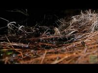 Pond #2 is one of the last breeding hot spots for the Houston Toad. We spend a breeding season with some biologists as they monitor this endangered toad, and learn all about what efforts are underway to save this species that is on the brink of extinction.