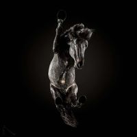 8 belas fotos de cavalos por debaixo #cavalos #debaixo