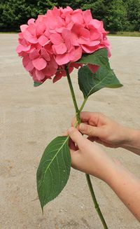 High on Hydrangea | Proven Winners