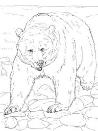 Realistic Grizzly Bear Coloring page