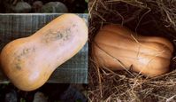 How To Cure and Store Winter Squash and Pumpkins