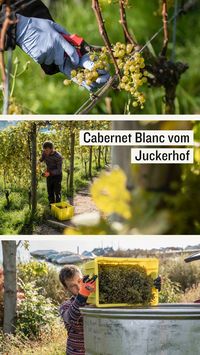 In unserem Rebberg auf dem Juckerhof in Seegräben bauen wir die PiWi-Weinsorte Cabernet Blanc an.